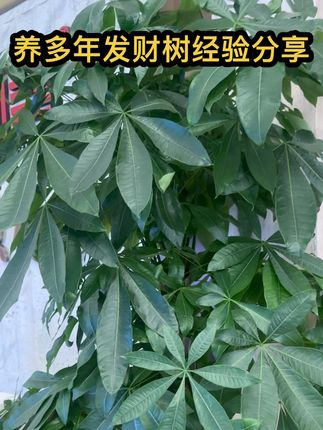 发财树黄叶烂根?别扔! 家人们,发财树黄叶、烂根是不是特闹心?其实大多是缺营养了!别光浇水,得喂对“饭”~定期给它加发财树专用营养液,根壮了,叶子绿油油,招财又旺家,新手也能养好!#发财树养护 #发财树烂根 #发财树