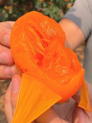 2025年金秋时节,制作富平柿饼的原材料【大尖柿子】成熟了,个大皮薄肉饱满,纯甜爆汁。#富平尖柿 #柿子 #柿子红了 #软糯香甜 #果园实拍