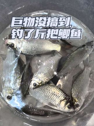 连续打了几天的重窝,大家拜拜今晚会不会上巨物#汉鼎一号六代 #汉鼎真材实料放心入#钓鱼