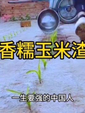 正宗东北香糯玉米碴米饭伴侣当季新米小碴子玉米粘碴子可煮饭煮粥#每天跟我涨知识 #关注我每天跟我涨知识 #玉米脱粒神器