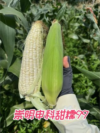 有机种植🌱崇明岛头茬玉米🌽糯玉米 ( 申科甜糯99)超级超级好吃 加甜糯 只卖3天 只卖3天 现货❗️第一批本地新鲜糯玉米❗️ 3颗糯 一颗甜 ,不糯不要钱
