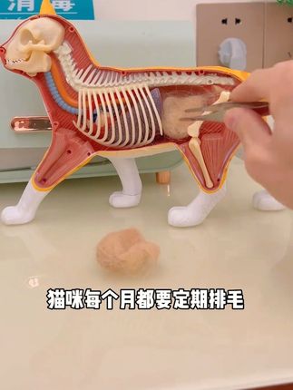 一根猫草磨牙棒解决三大难题1、温和排毛2、磨牙洁齿3、增肥发腮#萌宠好物#新手养猫#猫草