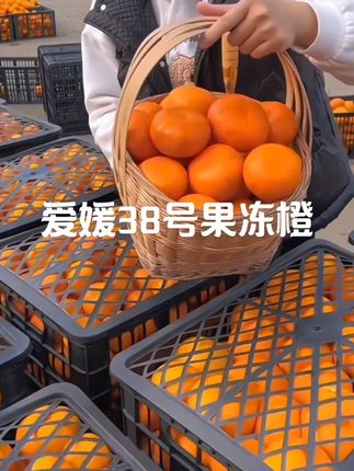 哇哇哇!第一次吃到皮这么薄的橙子! 果肉的口感特别细嫩,汁水很多,口感酸酸甜甜的,吃起来好过瘾,真的完胜其他橙子,我真的巨爱! #爱媛果冻橙 #果冻橙 #爱媛38号果冻橙 #酸酸甜甜