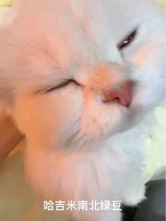 拿不下你咪的问题#萌宠出道计划 #看看你镜头下的猫猫 #骚猫