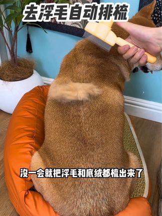 梳子选对了,去浮毛真的事半功倍!#萌宠好物 #宠物梳子 #梳毛 #新手养狗 #柴犬