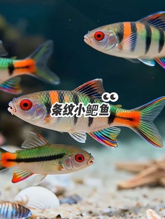 #观赏鱼 #养鱼日记 #条纹小鲃 #原生鱼 #水族爱好者