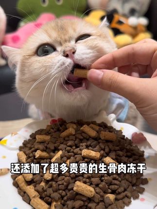 养猫人快薅麦富迪新品乳鸽冻干粮羊毛!9.9足足四大包,鲜肉配方添加生骨肉冻干,猫咪嘎嘎爱吃~#养猫人 #猫粮推荐 #养猫新手 #萌宠好物