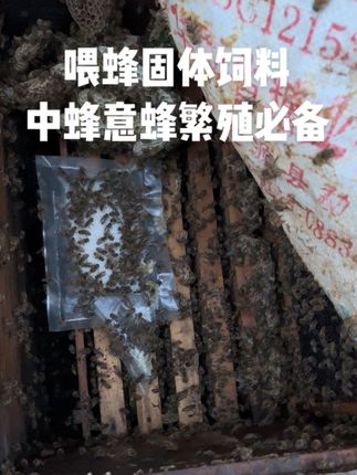 #蜜蜂养殖#养蜂技术分享#三农养殖