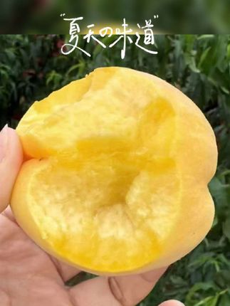 听说这是黄桃中的天花板,一口下去软中带硬,又脆又甜,真不愧是桃中佳品,桃香特别的浓郁,果肉紧密厚实,口感脆爽香甜!#新鲜采摘 #口感特别好 #优质农产品 #黄桃