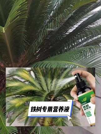 铁树很多人喜欢,但就是养不好,就试试这款铁树专用营养液吧!#铁树 #铁树营养液 #铁树开花 #铁树养护 #花卉绿植