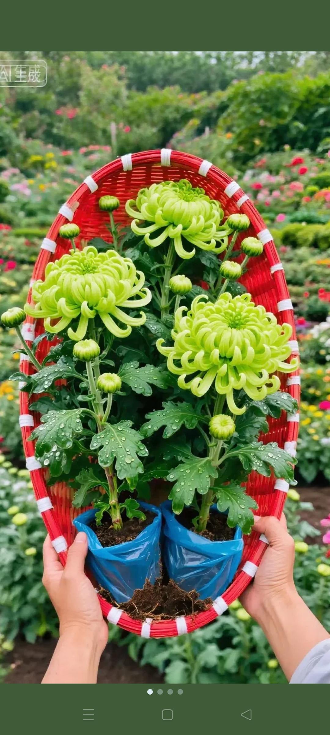 谁说秋日尽是萧瑟?一株大菊花苗,就能点亮整个季节的生机!这批花苗长势健壮、根系发达,栽下易成活,今年秋天必定能花开满院。花朵硕大如拳,重瓣层层叠叠,金黄、紫红、雪白等色彩明艳动人,即便寒风袭来,依旧傲然挺立、迎霜绽放! 它不只是颜值能打,更藏着“长寿吉祥”的美好祝愿,自己养着赏心,送给亲友也体面。阳台角落、庭院空地都能种,既抗寒又耐旱,还少遭病虫害,就算是养花新手,也能轻松养出繁花满枝的景致。现在种下,用不了多久就能收获满院秋光!这大菊花苗,颜值真的太绝了! #花开富贵好运来 #菊花种植基地 #新手种菊花 #居家绿植 #大菊花苗基地
