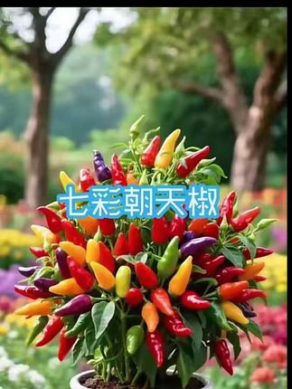 #种子#七彩朝天椒#家庭种植 #花卉绿植 #我的乡村生活