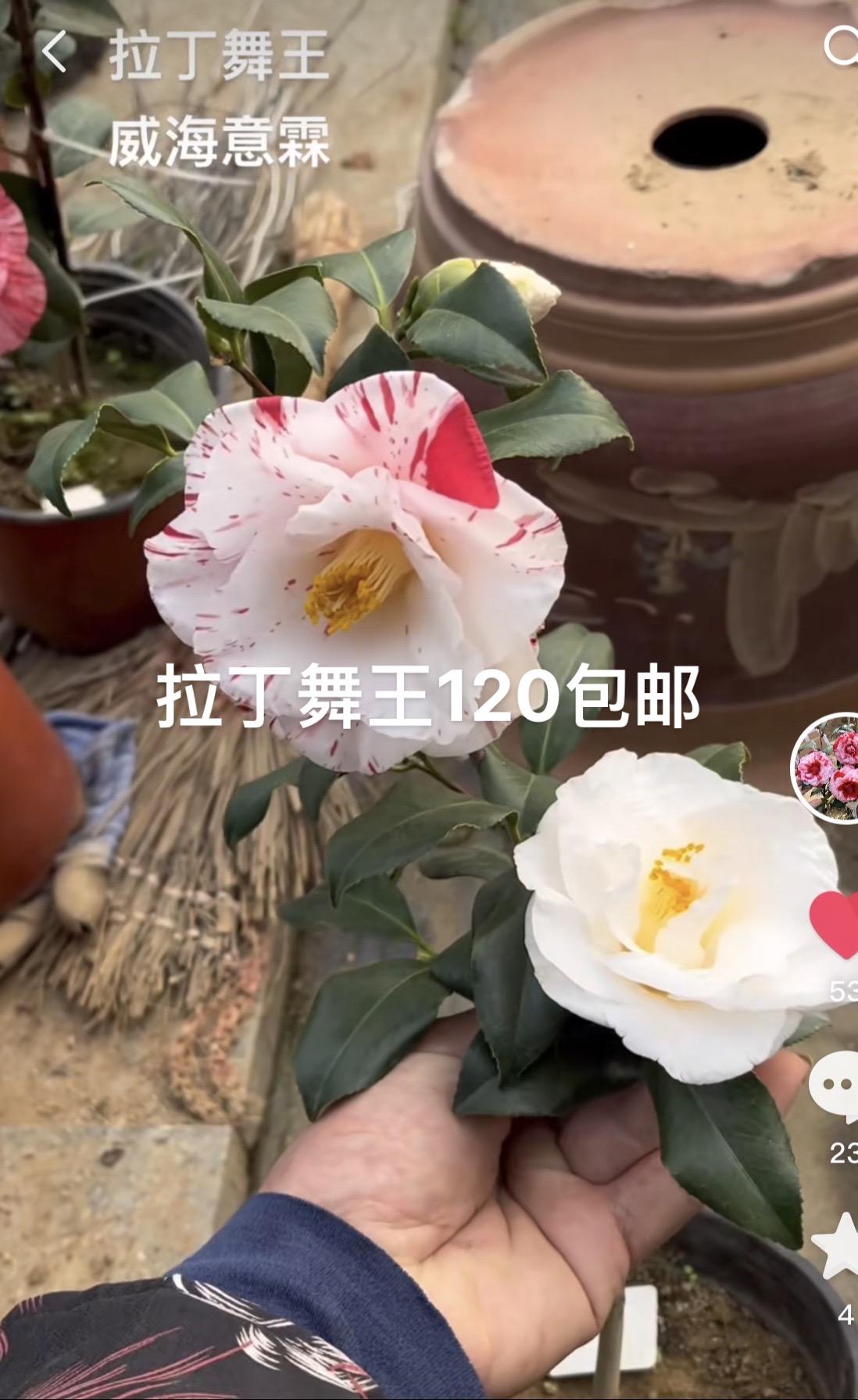 拉丁舞王 拉丁舞王,嫁接,120包邮