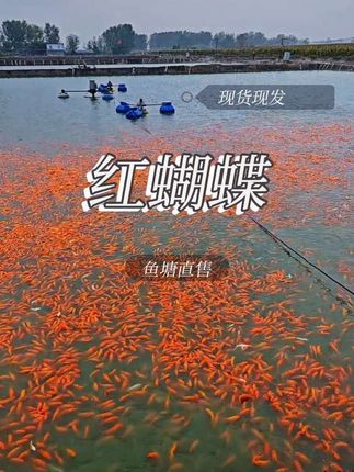 店铺下单,现货现发。#蝴蝶鲤#红蝴蝶鲤 #鱼塘养殖
