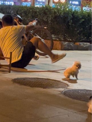 #狗子 #博美 狗:下辈子最大的愿望是能说话