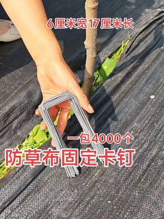 防草布固定卡钉 #果园除草 #防草布 #防草布地钉厂家 #农业种植 #分享农业知识帮农民增产增收