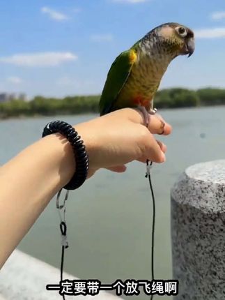 #训鸟 #放飞绳 #训练鸟 #飞行绳 #训鸟日常