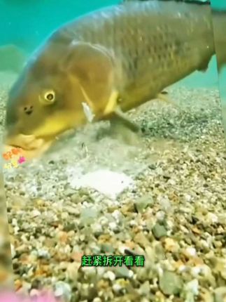 #野钓八荒玉米五谷杂粮窝料 #野钓八荒窝料 #钓鱼窝料 #好物推荐