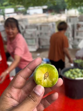 #优质农产品 今天的青脆李特别脆甜…#青脆李