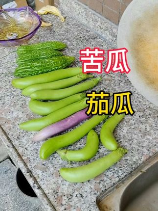 需要什么入我橱窗里有#楼顶种菜#盆栽种植#三农