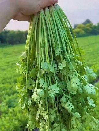 #看过来 种香菜就选它!大叶香菜种子,四季速生超省心 #大叶香菜种子 #蔬菜种植 #阳台种菜 家庭园艺 #香菜种植攻略