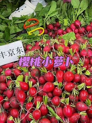 新鲜采摘东北水萝卜蘸酱菜带叶樱桃萝卜小萝卜2/3/4斤【顺丰包邮】#樱桃小萝卜#小圆萝卜#小红萝卜#应季蔬菜#优质农产品
