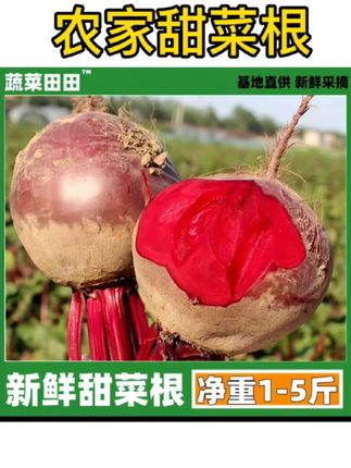 2025年新鲜现挖甜菜根1-5斤蔬菜打汁根红甜菜头当季农家自种