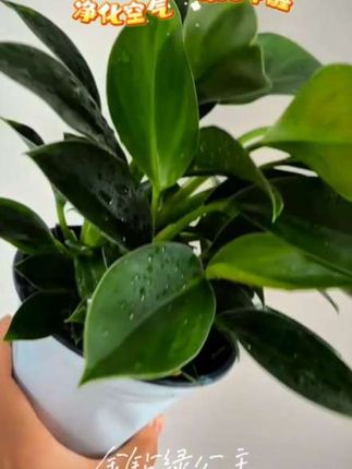 #创作灵感 #金钻绿公主#金钻#水培植物#净化空气绿植