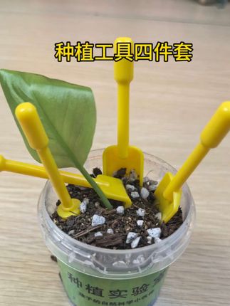 种植工具四件套来了#日常分享 #治愈系种子盆栽 #根本停不下来 #工具四件套 #热门话题