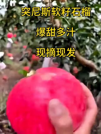 不用吐籽的快乐谁懂啊!这个来自四川会理的突尼斯软籽石榴,真的好吃绝了!石榴界的天花板,颗颗个大饱满,皮薄肉厚,而且都是软籽的,不用吐籽直接吃!一口下去,满嘴都是石榴的清甜,汁水特别足,真的太满足了!应季的水果一定要安排给家里人尝尝。