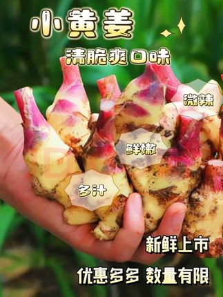 #优质农产品 #抖音新农人 #三农产品 #小黄姜 #绿色农产品