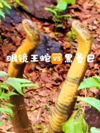 谁才是蛇王:黑曼巴🆚眼镜王蛇 #上热门 #蛇 #毒蛇 #蛇类科普 #黑曼巴