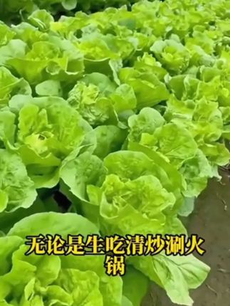 #蔬菜种子 #在家种菜 #奶油快菜种子#快菜