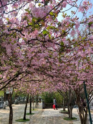 #坚果棒 #巧克力坚果棒 #夹心脆 #零食 #坚果棒做法