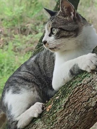 #遛猫 #起飞了