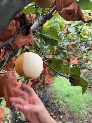 九华山下的秋月梨你尝了吗#秋月梨 #新鲜应季水果 #我为家乡农产品代言