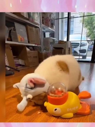 #新手养宠#萌宠出道计划#宠物玩具