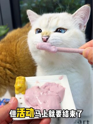 阿飞和巴弟联名大礼包也太划算了吧!到手足足15件,猫咪嘎嘎爱吃!#萌宠好物 #养猫新手 #猫粮 #吃货猫