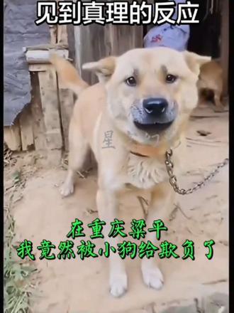 #狗狗#挑战狗狗见到菜刀的反应#狗狗秒怂#狗狗眼神秒变大学生#狗狗的心思都写在脸上了
狗妈妈还是通情达理的,见我提着礼物上门,就不和我计较了 #狗狗