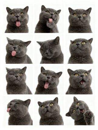 好用,这个真的好用#除臭喷雾宠物 #猫咪乱尿尿#狗狗乱尿尿#宠物用品