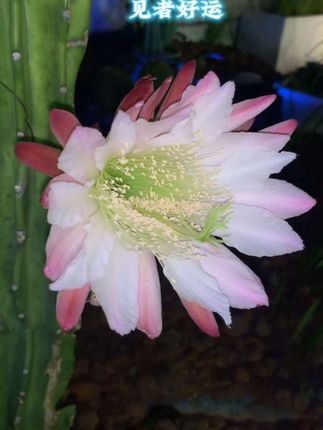 昙花一现 好运连连,心想事成#昙花一现 #见者好运 #上岸 @DOU+小助手