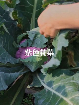 #紫花菜 营养丰富,凉拌脆甜爽口热炒涮火锅也是鲜软入味,好吃又好种,还不爱生虫#紫花菜种子 #阳台花盆小院均可种植