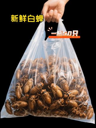 刚蜕壳的嫩知了猴!浑身泛着新生的透亮✨! 油炸后裹着金黄脆壳!咬下去咔嚓一声!直接把大自然的鲜劲儿锁在嘴里。有没有 fellow 吃货!快举爪让我瞅瞅... #白蝉 #嫩知了 #舌尖上的野趣