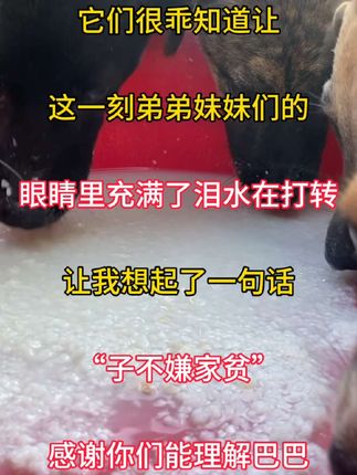 #关爱流浪狗 #狗狗是人类最忠诚的朋友 #流浪狗救助