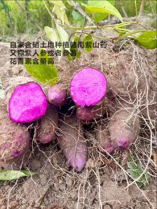 #好吃又营养 #甜糯香甜 #新鲜紫山药