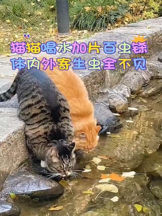 #养猫人 #萌宠出道计划 #萌宠 #猫咪 #猫咪的迷惑行为