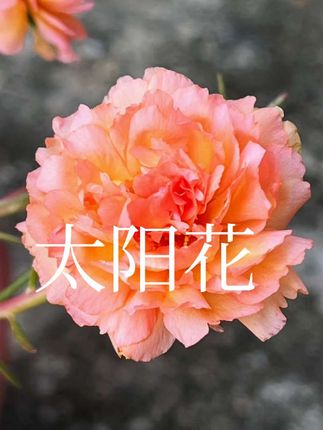 太阳花苗来了,点视频左下角购物车去选购,或是看完视跳出的链接去入手#太阳花
