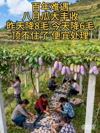 #八月瓜#软糯香甜#新鲜应季水果#优质农产品#超便宜超划算@上热门🔥🔥🔥