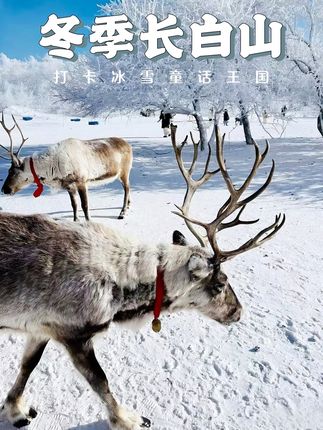 长白山已经进入初冬模式!当蓉城的烟火遇上长白山的雪,一场穿越半个中国的冬日浪漫,已在每个成都人的心间翩然落下!#长白山已经被成都人锁定在了top榜#长白山是你的世外桃源  #期待长白山的冬天