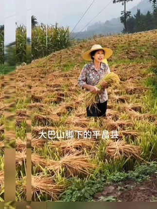 风拂过田野,稻穗把阳光酿成金黄,每一粒都裹着大地的温柔,是秋天最沉甸甸的浪漫。#丰收季 #一分耕耘一分收获